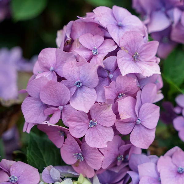 Hydrangea rosa en plena floración —  Fotos de Stock