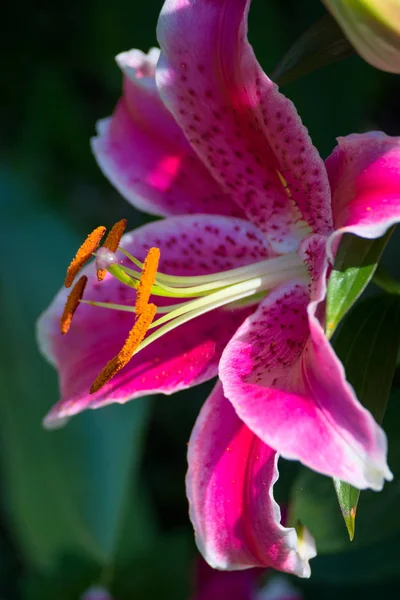 Pink Spotted Lily Flowering in Sussex — Stock Photo, Image