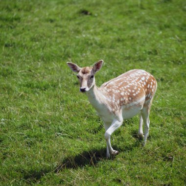 Fallow geyiği (Dama dama)