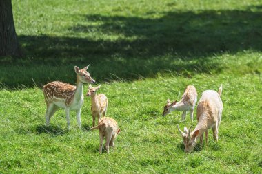 Fallow geyiği (Dama dama)