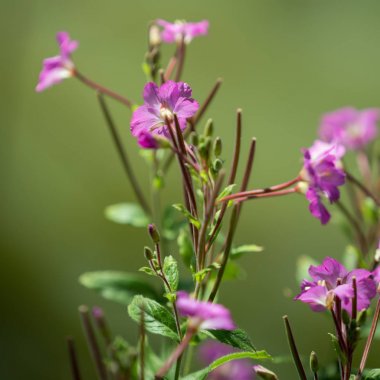 Büyük Willowherb (Epilobium hirsutum)