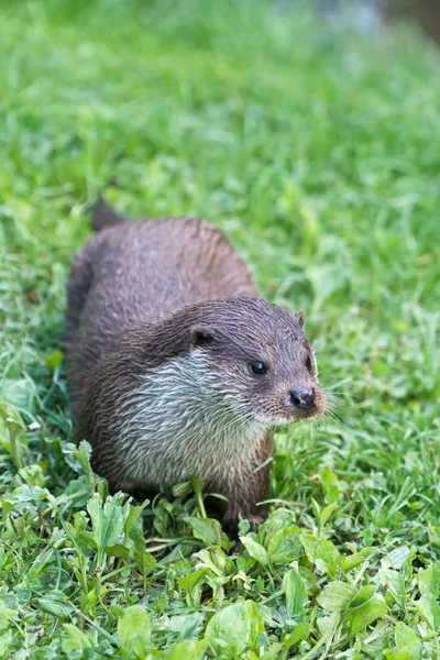 Lontra-asiática (Lutra lutra ) — Fotografia de Stock