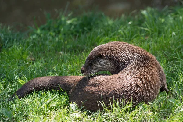 Lontra-asiática (Lutra lutra ) — Fotografia de Stock