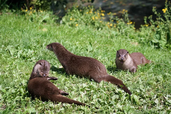 Euraziatische otter (lutra lutra) — стокове фото