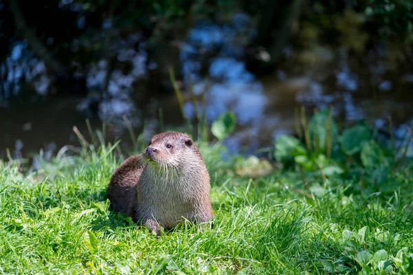 Loutre eurasienne (Lutra lutra ) — Photo