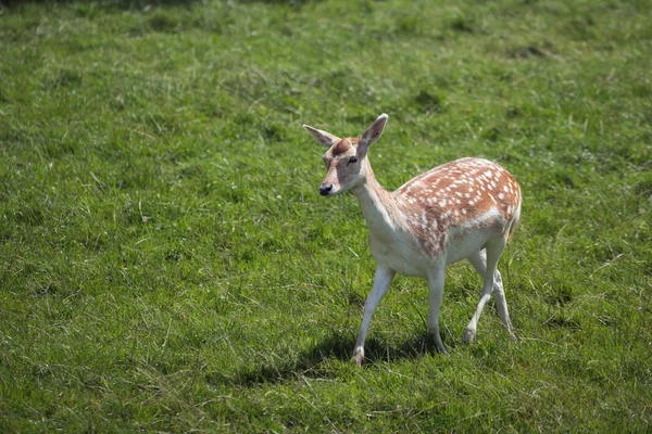 休眠鹿(大马达玛)) — 图库照片