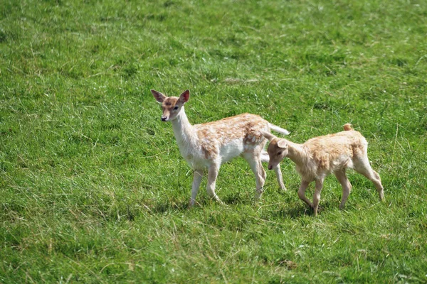 Fallow Deer (Dama dama) — Stock Photo, Image