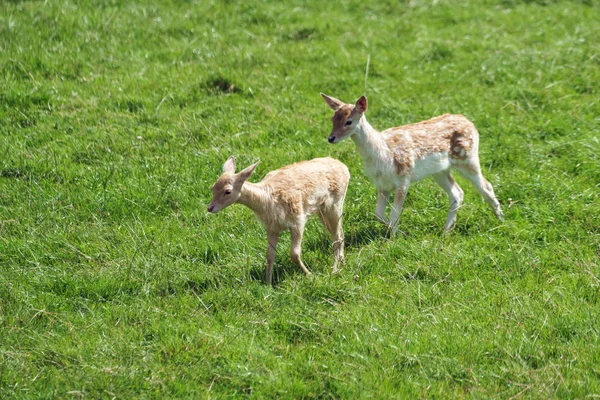 Fallow Deer (Dama dama) — Stock Photo, Image