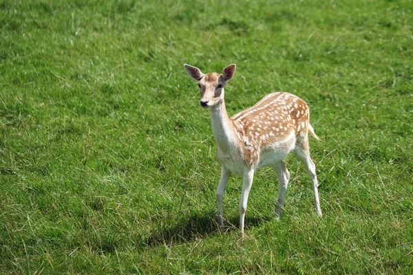 Fallow Deer (Dama dama) — Stock Photo, Image