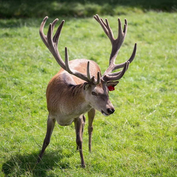 Edelhert (cervus elaphus)) — Stockfoto