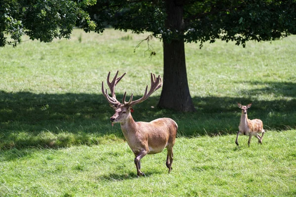 Red Deer (Cervus elaphus) — Stock Photo, Image