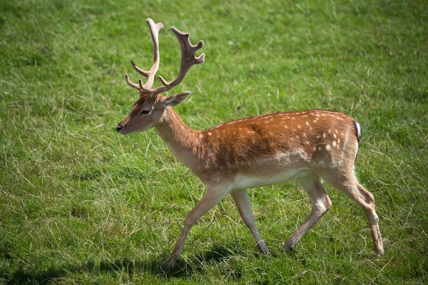 Sika Deer (Cervus nippon) — Stock Photo, Image