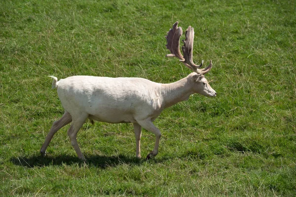 Cervo (Dama dama) — Foto Stock