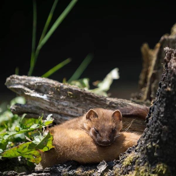 Least Weasel (Mustela nivalis) — Stock Photo, Image