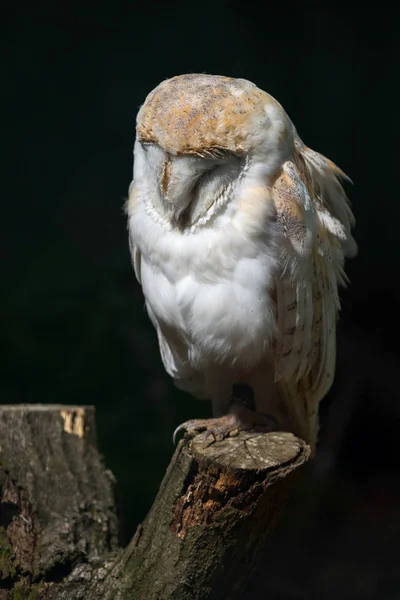 Barbagianni (Tyto alba ) — Foto Stock