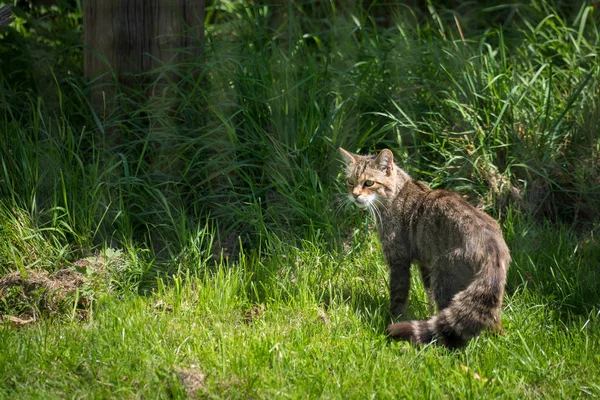 Europeisk vildkatt (felis silvestris silvestris)) — Stockfoto