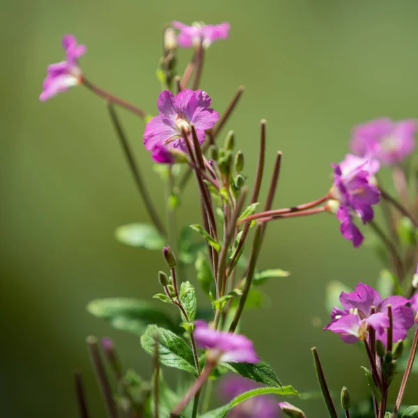 Büyük Willowherb (Epilobium hirsutum)