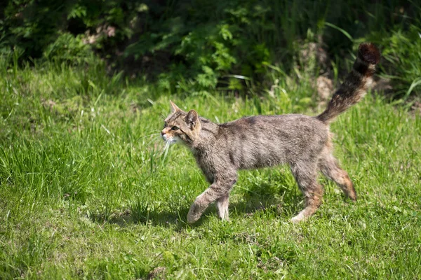 Chat sauvage européen (felis silvestris silvestris)) — Photo
