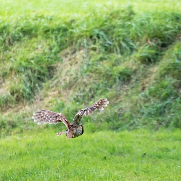 Taisy Owl (Strix aluco) in Flight — стоковое фото