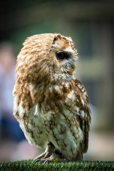 Tawny Owl (Strix aluco) — Stock Photo, Image