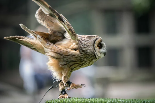 Puštík obecný (Strix aluco) — Stock fotografie