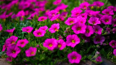 East Grinstead petunyaların flowerbed
