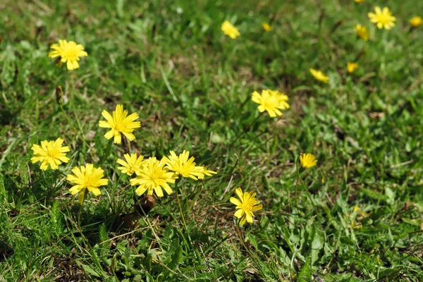 Осенний ястреб (Leontodon Autumnalis ) — стоковое фото