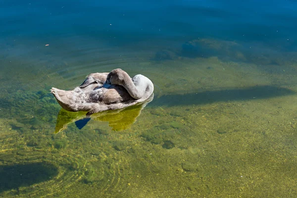 Cygnet világított a napsütésben, a Hallstatt-tó — Stock Fotó