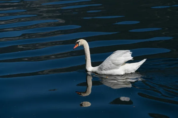 Sonnenbeschienener Höckerschwan am Hallstätter See — Stockfoto