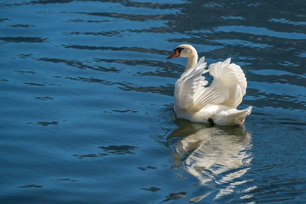 Sonnenbeschienener Höckerschwan am Hallstätter See — Stockfoto