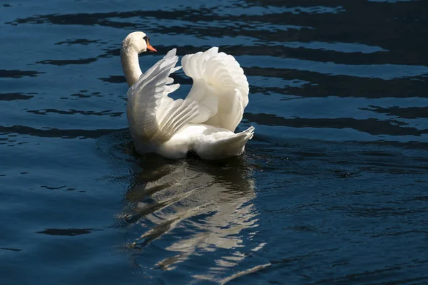 Sonnenbeschienener Höckerschwan am Hallstätter See — Stockfoto