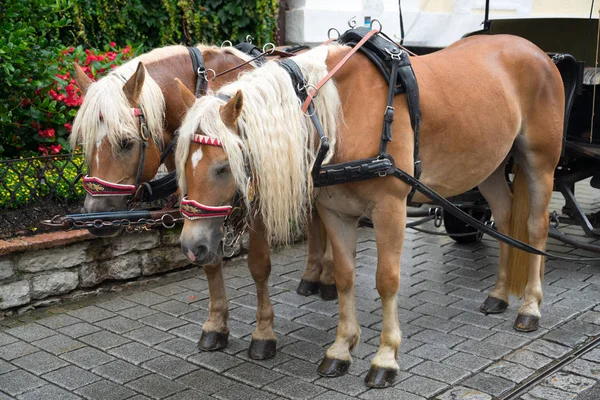 ST. WOLFGANG, SALZKAMMERGUT/AUSTRIA - SEPTEMBER 16 : Bedraggled — Stock Photo, Image