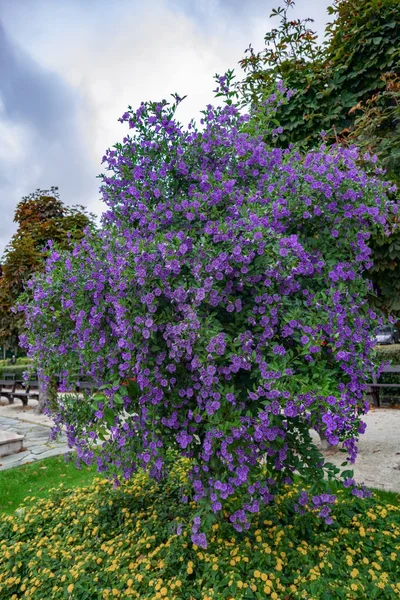 Solano Bush (Solanum rantonnetii) Floración iSt Wolfgang — Foto de Stock