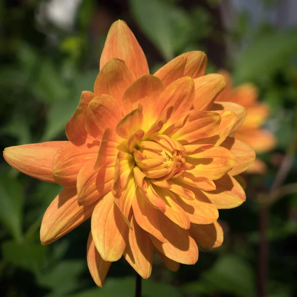 Orangen Dahlie in voller Blüte — Stockfoto