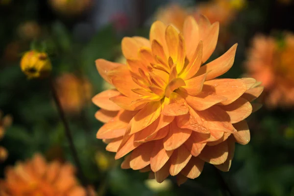 Laranja Dahlia em flor cheia — Fotografia de Stock