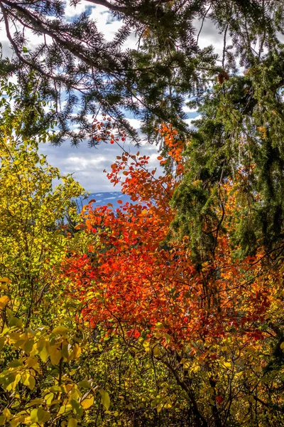 Осенние цвета Вайоминга — стоковое фото