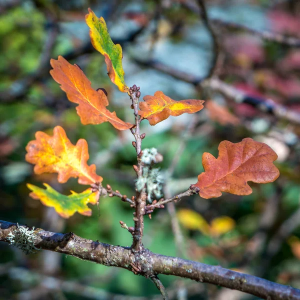 Oak Leaves Decaying on a Tree in Autumn — Stock Photo, Image