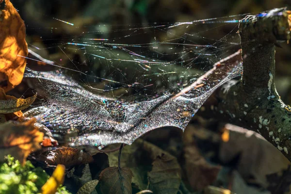 Ragni web retroilluminato da autunno sole — Foto Stock