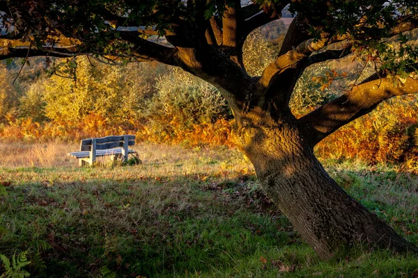 Sonbahar güneş ışığında Ashdown ormanda bir meşe ağacı — Stok fotoğraf
