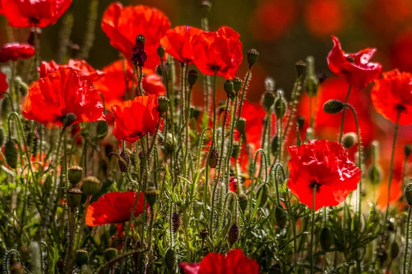 Field of Poppies in Sussex — Stock Photo, Image