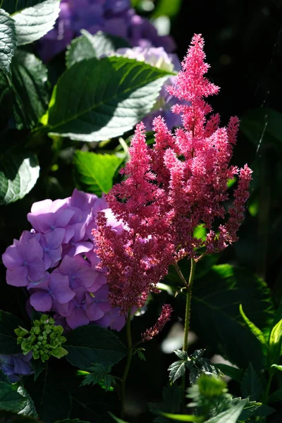 Asibe (falska getost skägg) blomning i en trädgård i Sussex — Stockfoto