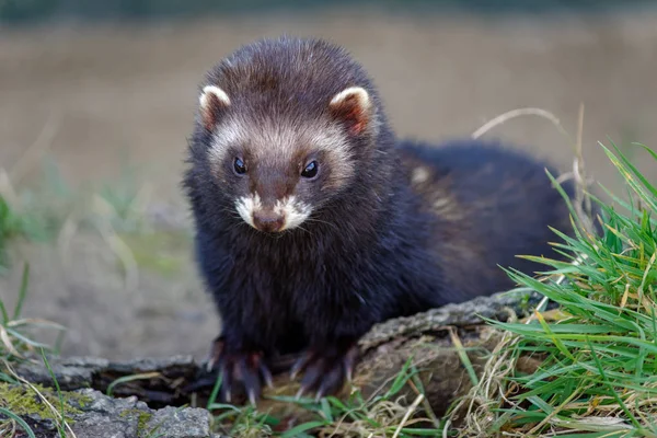 Polecat Europeu (Mustela putorius) Desfrutando da Luz do Sol — Fotografia de Stock