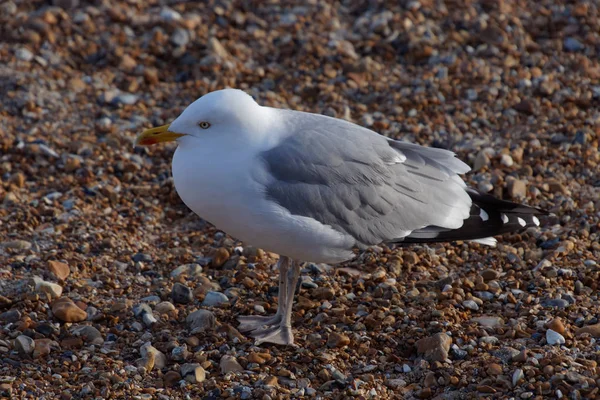 Sleď obecný evropský (Larus argentatus) — Stock fotografie