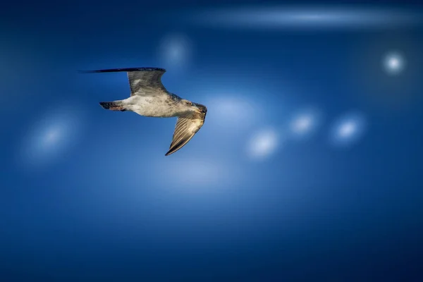 Gaivota de arenque europeia juvenil (Larus argentatus ) — Fotografia de Stock