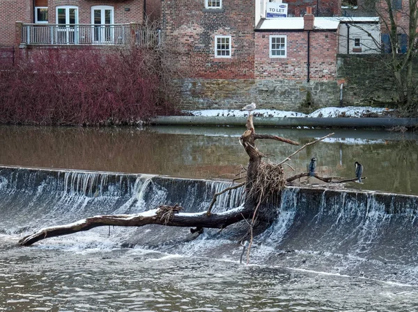 DURHAM, COUNTY DURHAM/UK - JANUARY 19 : Cormorant standing on a — Stock Photo, Image