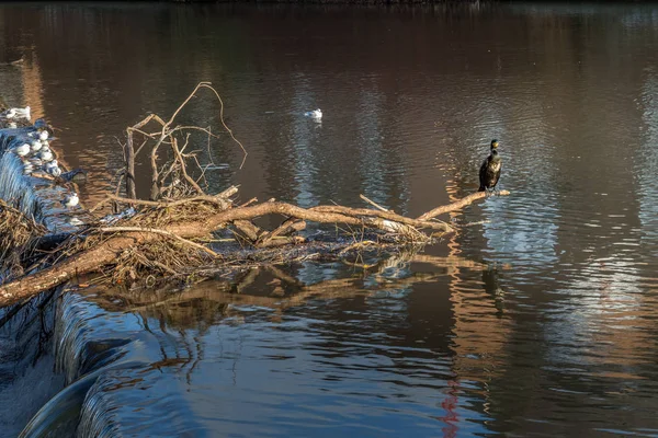Cormorán de pie sobre un árbol caído atrapado en el vertedero del río —  Fotos de Stock