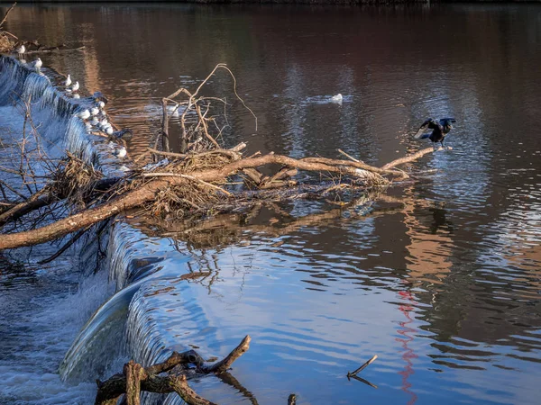 Cormorano in piedi su un albero caduto bloccato nella diga sul fiume — Foto Stock