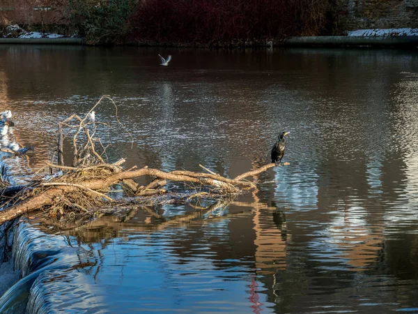 Kormoran steht auf einem umgestürzten Baum, der im Wehr am Fluss steckt — Stockfoto