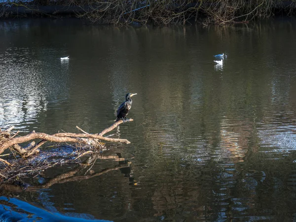 Kormoran steht auf einem umgestürzten Baum, der im Wehr am Fluss steckt — Stockfoto