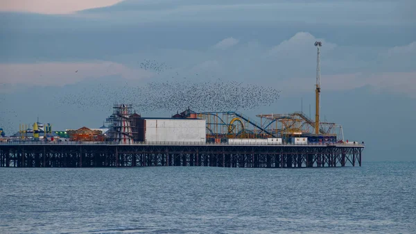 Brighton, East Sussex/Uk - 26 stycznia: Szpaków na molo — Zdjęcie stockowe